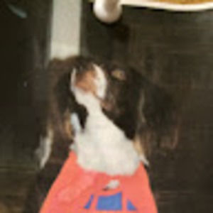 Meet your Posher, Josephine